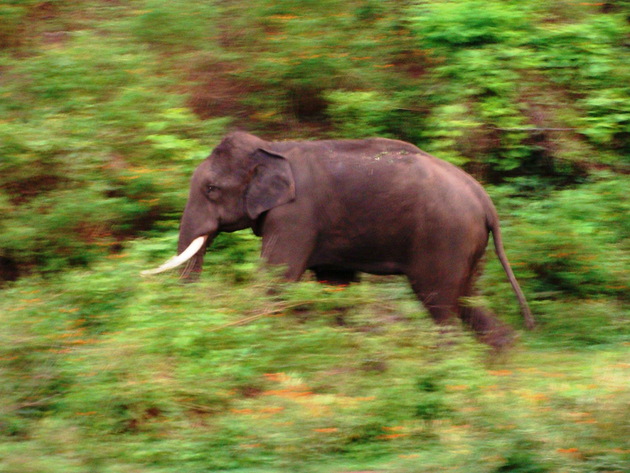 Wildlife Top Slip Elephant