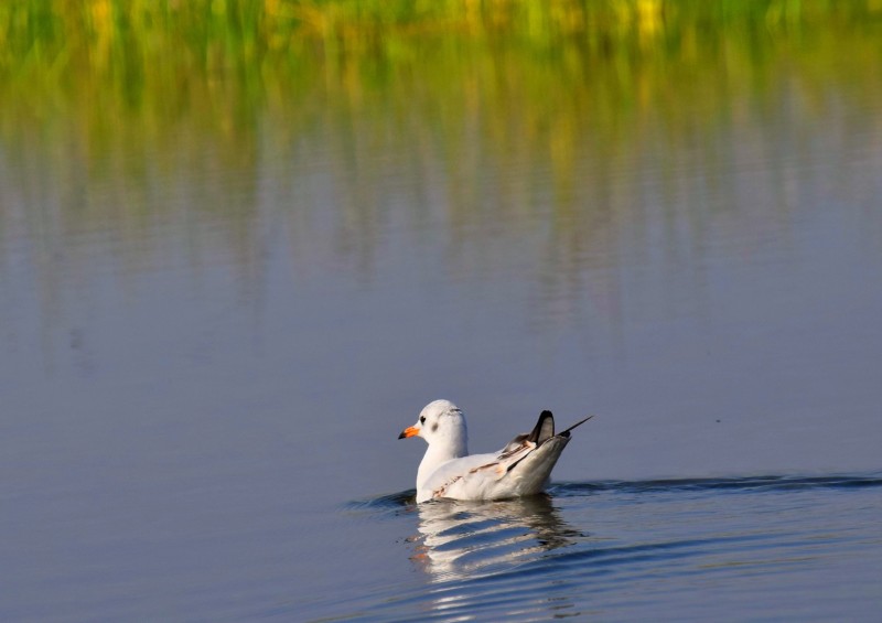 Nalsarovar Duck